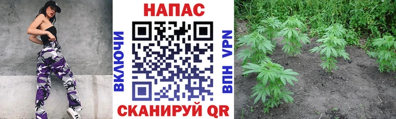 Купить где  Вяземский  Бошки Шишки SATIVA & INDICA 